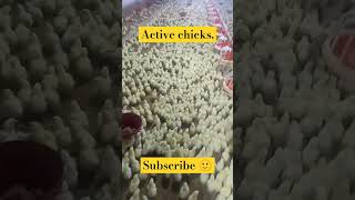 Activeness in chick 🐥broiler poultry foryou poultrydisease medicine probiotics bacteriology [upl. by Naened]