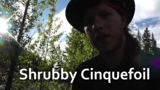 Edible Plants Shrubby Cinquefoil [upl. by Esac]