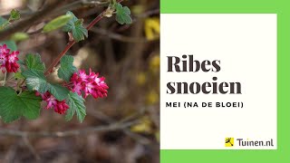 Ribes snoeien na de bloei mei  Tuinennl [upl. by Tullus]