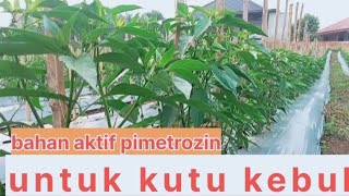 insektisida untuk kutu kebul [upl. by Nosnaj379]