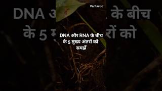 Difference between 2deoxyribo nucleic acid DNA and ribo nucleic acidRNA [upl. by Covell]