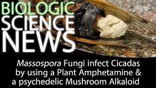 Science News  Massospora Fungi infect Cicadas by using a Plant Amphetamine and a Mushroom Alkaloid [upl. by Ballman430]