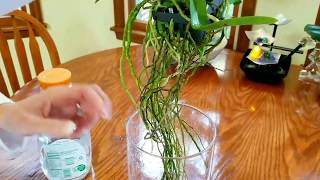 Watch how I prepare and display my new vanda in a glass vase [upl. by Aiuqet]