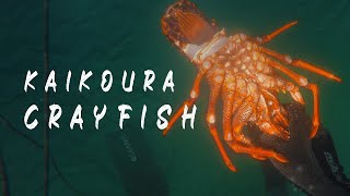 Diving Kaikoura 2019 [upl. by Jessen523]