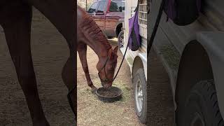 Ron slurping down his mash after a conditioning ride [upl. by Ralyt]