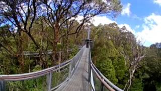 Otway Fly Treetop Adventures Great Ocean Road Australia 360 degrees VR video [upl. by Roht948]