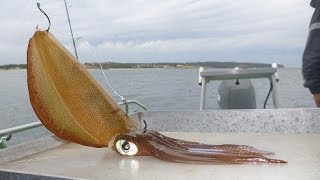 How To Rig a live Squid To Catch Kingfish  The Hook and The Cook [upl. by Schaeffer442]