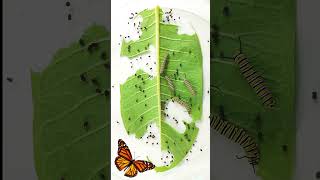 Monarch butterfly caterpillar time lapse [upl. by Gratia]