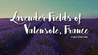 Lavender Fields of Valensole France  Sony a7III Travel Video [upl. by Kitti713]