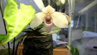 Paphiopedilum Vanda M Pearman [upl. by Janene]