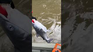 Releasing a blue catfish fishing catfishing fish catfish [upl. by Netsrijk263]