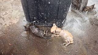 Two dying kittens were abandoned beside the cold wet trash can tried to cry for help but couldn’t [upl. by Jann]