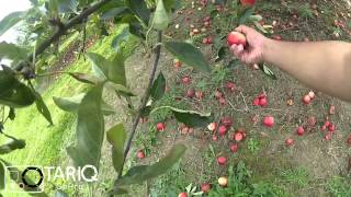 مزارع الريف الانجليزي  GoPro  Copas Farms Pick your Own [upl. by Valentine257]