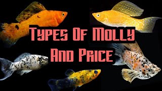 Top 15 Different Types Of Molly And Price List in India 2020 [upl. by Anelra]