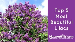 Top 5 Most Beautiful Lilacs  NatureHillscom [upl. by Bradway]