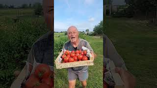 Les merveilleuses tomates Montfavet de mon grandpère [upl. by Shayna880]