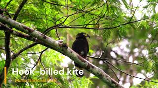 Hook billed kite [upl. by Namso462]