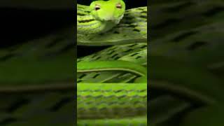 Snake bites itself and die 🤔🤔🤔🤔🤔🤔😎😎😋😂😂 [upl. by Khichabia]