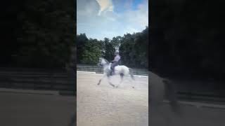 Rebecca Marshall schooling her Lusitano Metallica [upl. by Yadrahs]