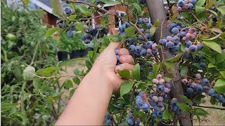 Harvesting blueberries walla walla onions giant tomatoes blackberries strawberries [upl. by Eelyac]