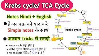 Krebs cycle in hindi  Krebs cycle biochemistryKrebs cycle trick TCA Cycle trickCitric acid Cycle [upl. by Sirahc]