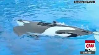 Rare video about orcas in captivity [upl. by Gearard301]