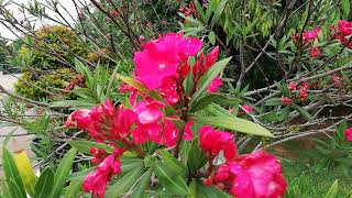 Kaneru Tree Nerium Oleander RedPinkPeach Species [upl. by Laddie560]