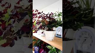 bottom watering plants time lapse plants timelapse indoorplants bottomwatering [upl. by Oza]