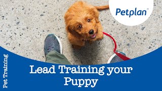 Puppy Lead Training  Petplan [upl. by Odanref384]