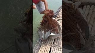 Fishing video shots fish [upl. by Favin]