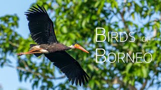 A birding adventure in Sabah  Discover the Spectacular Avian Diversity of Borneo  Birds of Borneo [upl. by Anoi]