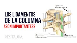 Los ligamentos de la columna vertebral ¿Son importantes [upl. by Hutson]