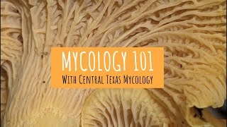 Mycology 101 [upl. by Anehsuc]