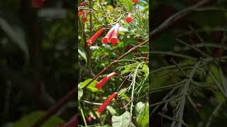 Fountainbush  Firecracker Plant  Coral Plant  Coral Fountain Russelia Equisetiformis [upl. by Jahdol]