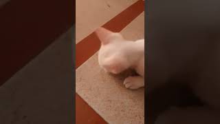 my Persian cat with Pedigree video challenge [upl. by Isoais258]