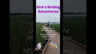 Necedah WIWeve always wanted to see the endangered Whooping Crane Do we find one See Video Below [upl. by Norvin]