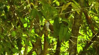 24 01 Yellowbilled Cuckoo [upl. by Euhc]