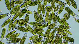 Euglena part plant part animal by Motic Europe [upl. by Ateikan]