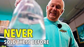 Brand New Fish Arrives Master Breeder Unboxes His Rare Collection [upl. by Nylauqcaj271]