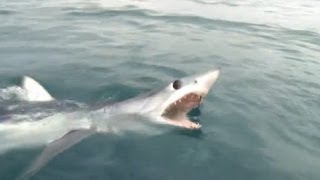 MAKO SHARK BITES EVERYTHING  YouFishTV [upl. by Aihsak]