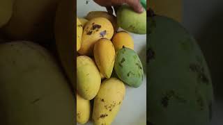 Mangga Thailand cokanan dan chokbabun kalau sudah matang shorts manggathailand fruit [upl. by Ardnossak]