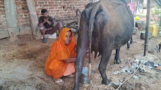 Buffalo Milking By Hand  Milking Buffalo By Women  Buffalo Milking  Indian Buffalo Milking [upl. by Xonk793]