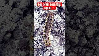 You never seen this reptile shorts viralvideo trending india [upl. by Corinne]