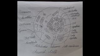 ANIMAL CELL DIAGRAM EUKARYOTIC CELL [upl. by Lister862]