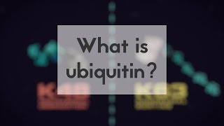 What is ubiquitin [upl. by Inaleon697]