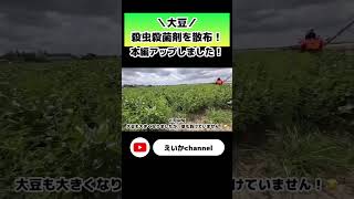 【薬剤散布】大豆の圃場に殺虫殺菌剤撒き！【盈科】農業大豆ハイクリブーム殺虫殺菌剤 [upl. by Senzer]