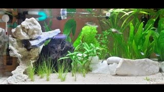 Allestimento acquario dolce tropicale 60 litri semplice e veloce [upl. by Neelyar]