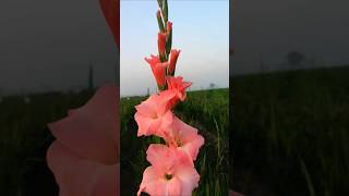 Sword lily  Gladiolus swordlily gladiolus plantae iridaceae naturebeauty greenerylove nature [upl. by Jahdai383]