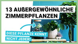 13 außergewöhnliche Zimmerpflanzen die nicht jeder kennt [upl. by Annayehc]