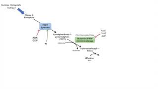 Purine Synthesis and Salvage Pathway [upl. by Najtsirk629]